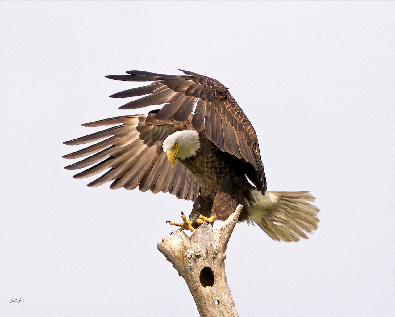 Avian Finesse!