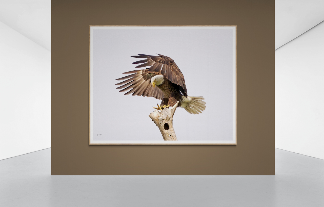 Avian Finesse!