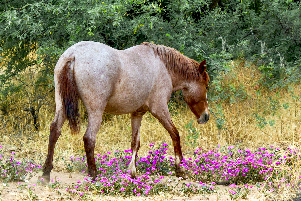 A Horse With No Name