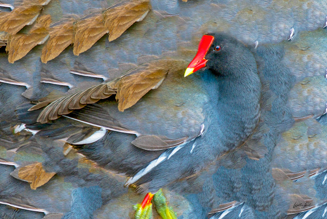 Common Gallinule